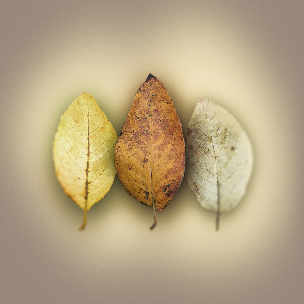 Garden Leaves