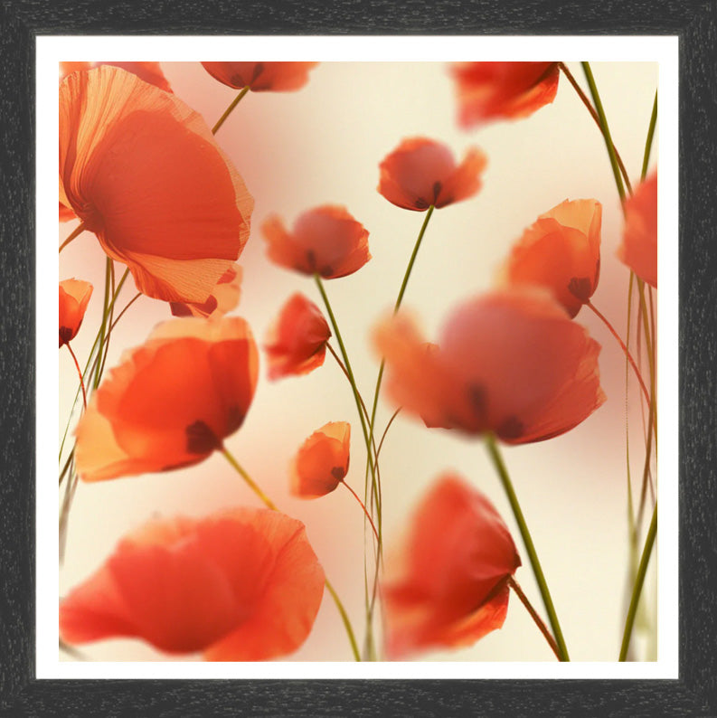 Poppies print