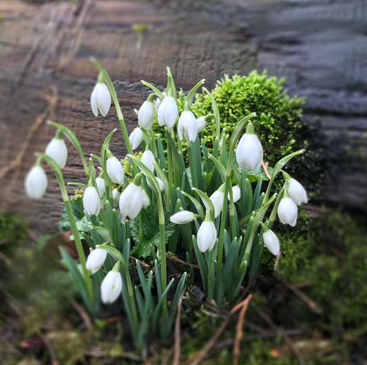 Garden Snowdrops